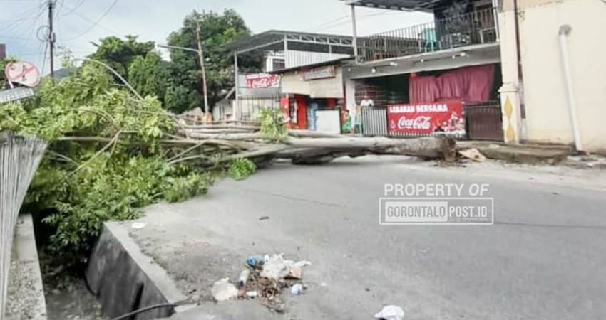 Pohon tumbang akibat angin kencang yang terjadi di jalan Tribrata, Kelurahan Ipilo, Kecamatan Kota Timur, Kota Gorontalo. Beruntung dalam peristiwa ini tidak ada korban jiwa dan material, Selasa (4/2). (F. Natha/Gorontalo Post)