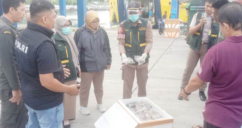 Puluhan ekor tikus dan kelelawar yang dibekukan dalam sebuah box berasal dari Balut diamankan polisi di Pelabuhan Penyeberangan Gorontalo. (Foto: Istimewa).