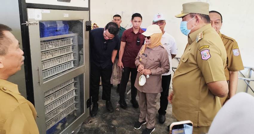Gubernur Gusnar Ismail dan Wagub Idah Syahidah Rusli Habibie melihat penetasan anak ayam kampung di UPT Balai Pembibitan Ternak, Desa Wonggahu, Kecamatan Paguyaman, Kabupaten Boalemo, Selasa (18/3). (Foto : Haris/diskominfotik)