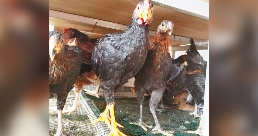 Ayam kampung yang siap dijual oleh peternak.
