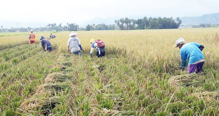 Sektor Pertanian Jadi Penggerak Utama, Ekonomi Gorontalo Tumbuh 6% di Awal 2025