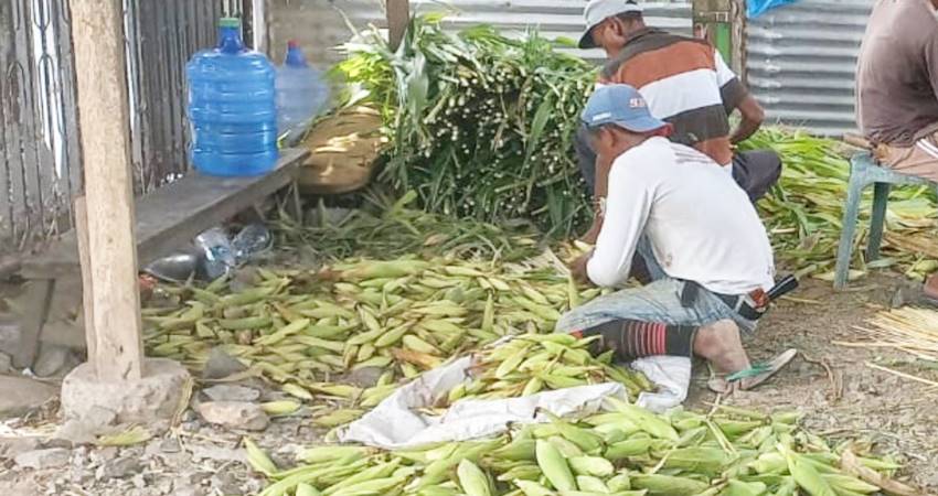Salah satu lapak pakan sapi di Wilayah Telaga, Kabupaten Gorontalo. (Foto Hamdan Abubakar)