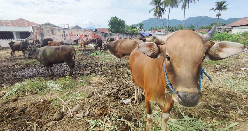 LARIS MANIS Jelang hari raya Idul Adha, penjual sapi di Kelurahan Pauwo, Kecamatan Kabila, Kabupaten Bone Bolango, meraut keuntungan besar, Ahad(25/5). (Foto : Natharahman/Gorontalo Post)