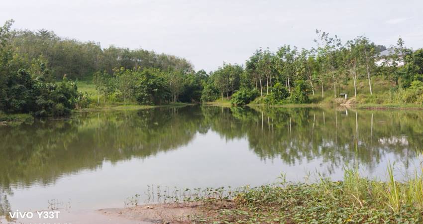 Kondisi embung miliik PT PG Gorontalo yang saat ini masih aman karena sudah dihijaukan dengan karet dan tidak ada masyarakat diatasnya