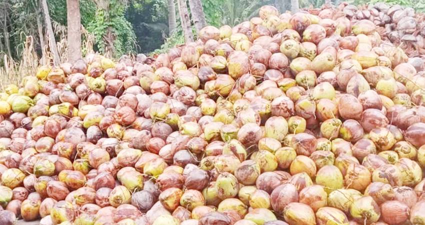 Ribuan kelapa hasil panen petani yang selanjutnya akan dimasukan ke penampung.