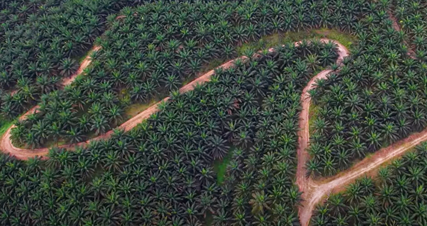 Potret Perkebunan Kelapa Sawit-Tangkapan Layar Youtube @Kementerian Pertanian RI-Tangkapan Layar Youtube @Kementerian Pertanian RI