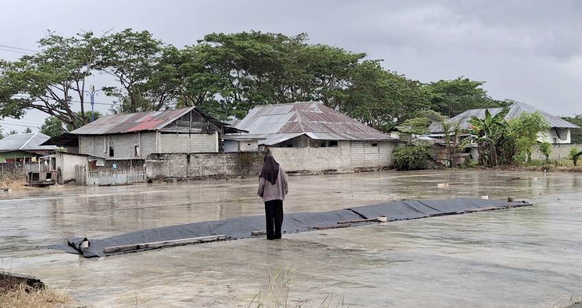 Gabah yang baru saja dijemur tapi sudah harus ditutup kembali karena telah turun hujan