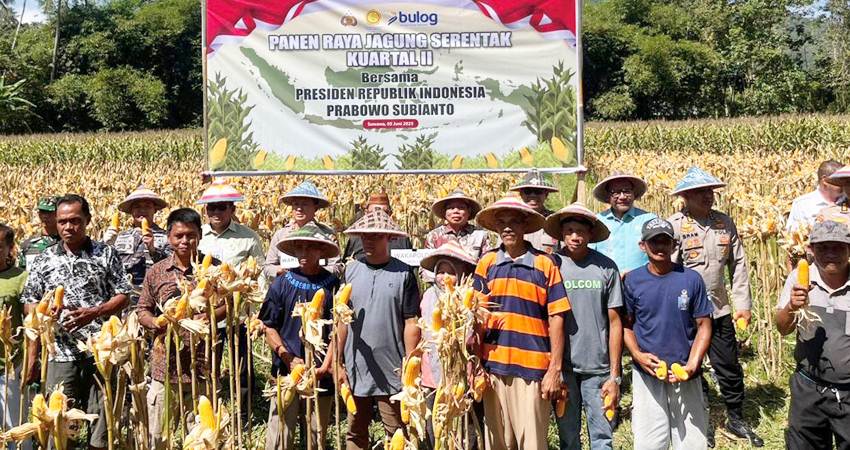 Panen raya jagung kuartal II serentak bersama Presiden RI secara virtual dari Kalimantan Barat, dihadiri Gubernur Gorontalo Gusnar Ismail, berlangsung di Desa Bongohulawa, Kecamatan Limboto, Kabupaten Gorontalo. (Foto : Mila/diskominfotik)
