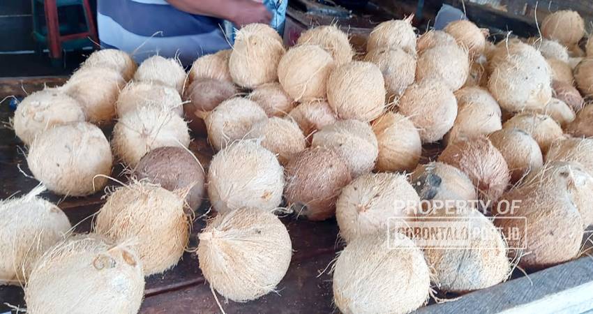 Kelapa menjadi salah satu pemicu inflasi. Kenaikan harga kelapa akan berimbas pada produk turunannya seperti santan.(Foto Lidya / Gorontalo Post)