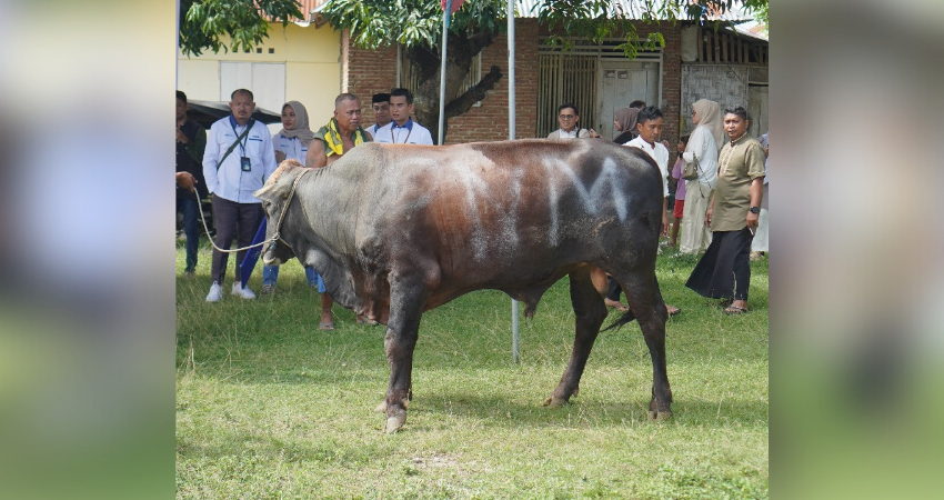 Hewan kurban yang diberikan PNM kepada masyarakat (F. Istimewa)