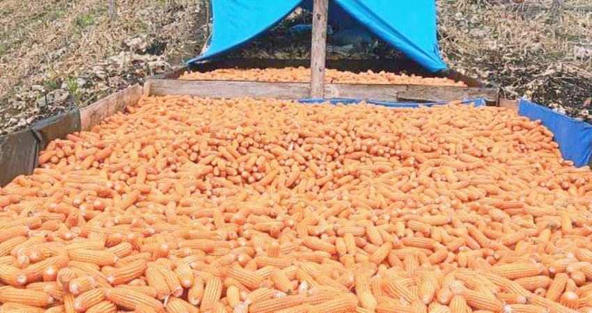 Jagung yang dikeringkan petani.