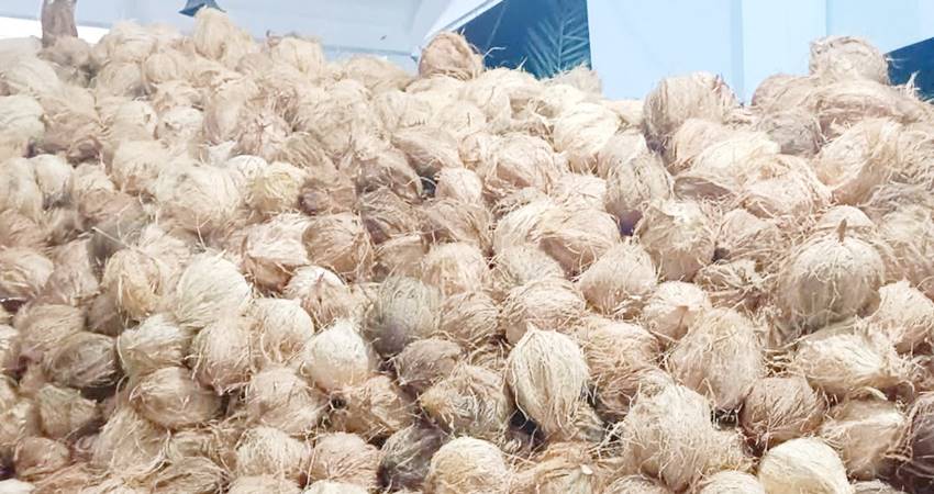 Ribuan kelapa kupas yang dibeli dari petani.