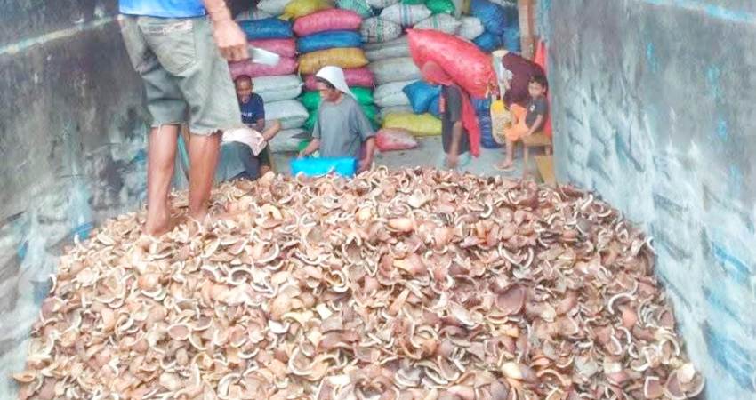 Stok kopra milik salah seorang penampung.