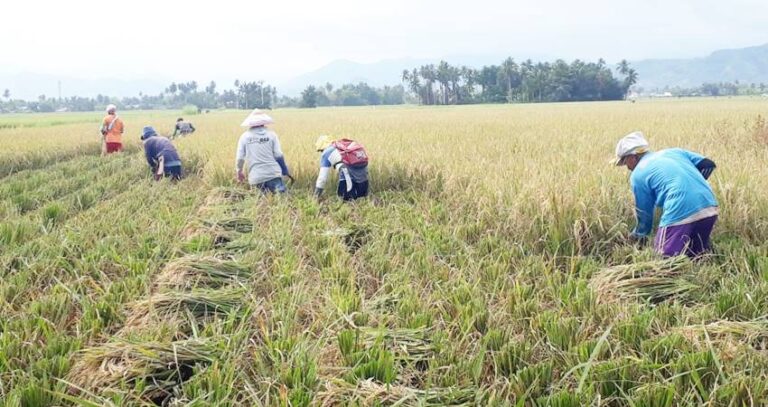 Pertanian Penggerak Utama Ekonomi Gorontalo, Tumbuh 6 Persen