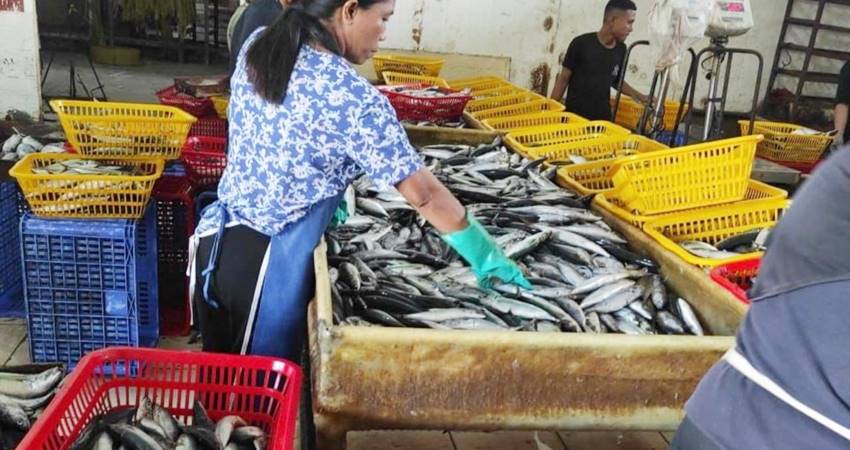 Ikan Malalugis yang diproses di salah satu perusahaan eksportir. (istimewa)