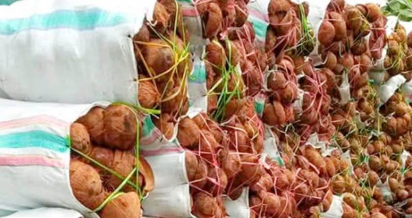 Batok kelapa yang ada di penampung.