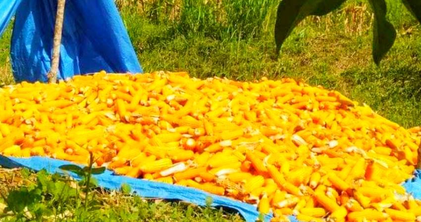 Jagung yang dikeringkan petani