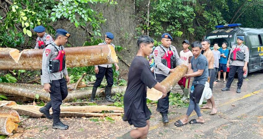 Pohon tumbang yang mengganggu arus lalu lintas di Jalan Trans Sulawesi, Desa Botumoputi, Kecamatan Tibawa, Kabupaten Gorontalo, pada Kamis (10/7/2025).