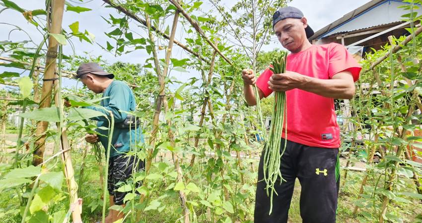 Penjual sayur keliling memetik sendiri sayur kacang panjang hasil pertanian Napi atau warga binaan di Lapas Kelas IIb Pohuwato. (Foto: Humas/Lapas Pohuwato).