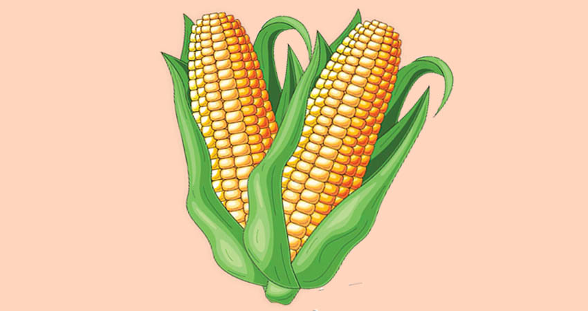 Ilustrasi Jagung