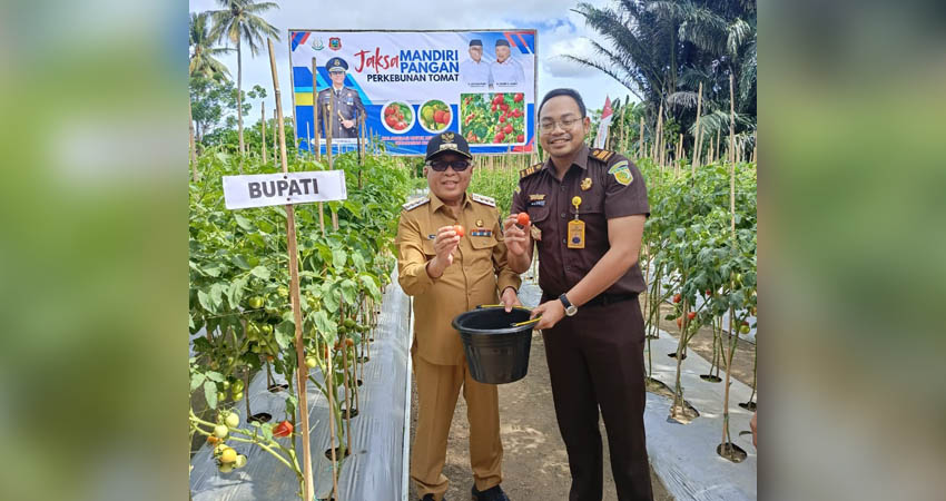 PANEN. Bupati Gorontalo Sofyan Puhi saat melakukan panen tomat di Kelurahan Bolihuangga Kecamatan Limboto