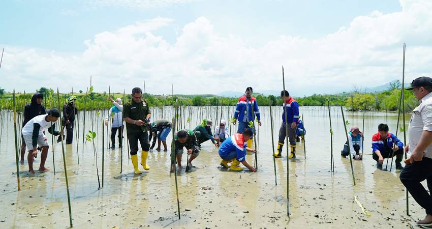 Pertamina Patra Niaga Sulawesi melakukan penanaman mangrove di kawasan Cagar Alam Panua, Marisa, Kabupaten Pohuwato dalam rangka peringatan Hari Konservasi Alam Nasional. (foto : dok / pertamina)