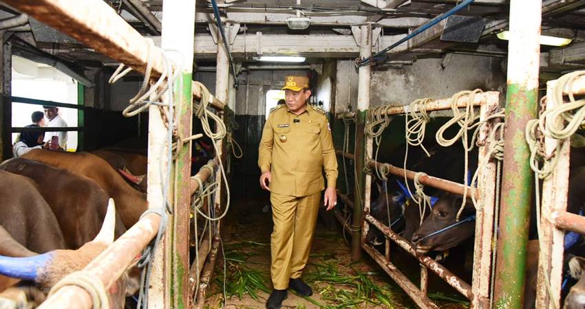 POTENSI EKONOMI - Gubernur Gorontalo Gusnar Ismail meninjau ternak sapi asal Gorontalo saat hendak dikapalkan menuju Kalimantan, di pelabuhan Kwandang, Gorontalo Utara, Senin (8/9). (foto : dok/diskominfotik)