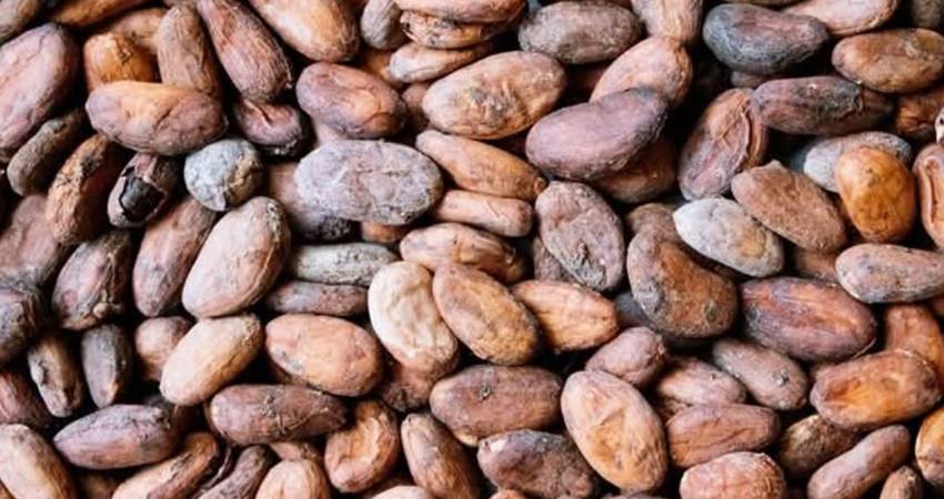 Biji kakao yang dikirim antar pulau.