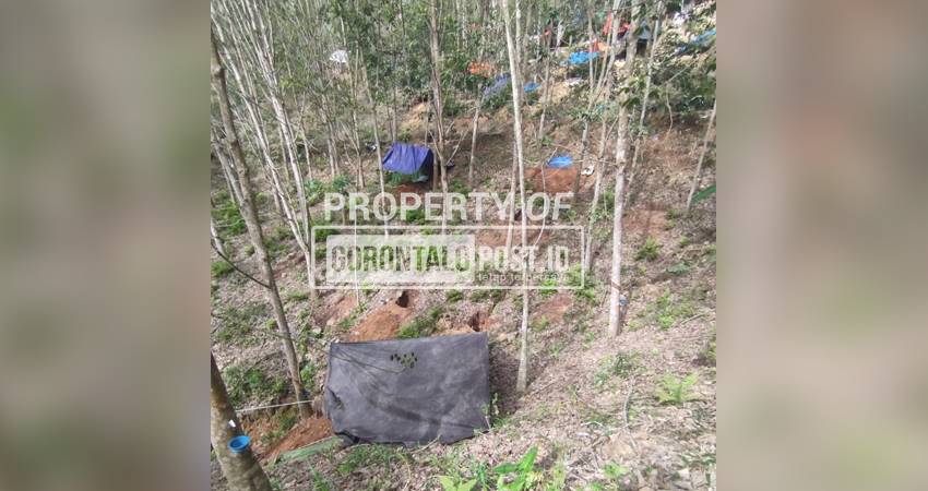 Kondisi Hutan karet yang sudah dipenuhi dengan lubang galian PETI di Pegunungan Desa Batu Kramat Kecamatan Paguyaman, Boalemo Gorontalo(Foto Roy/Gorontalo Post)
