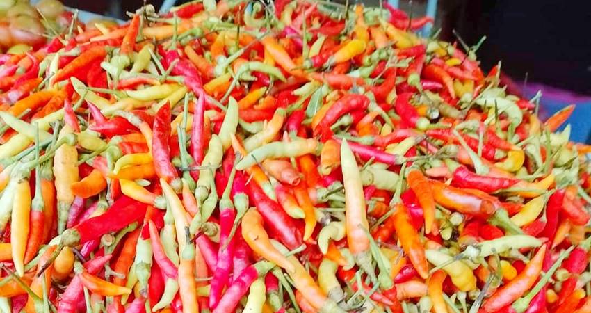 PEMICU INFLASI - Cabai rawit atau rica di Gorontalo kerap menjadi pemicu inflasi. TPID menyiapkan strategi 4K untuk antisipasi inflasi. (foto : istimewa)