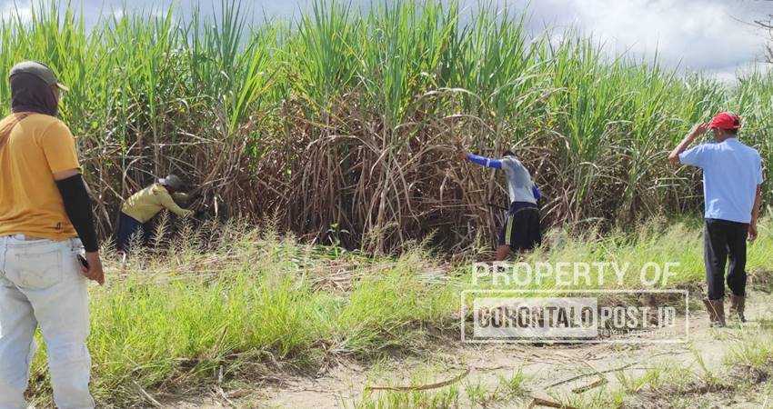 Para petani tebu di Tolangohula Kabupaten Gorontalo saat memanen Tebu(Foto : Roy;Gorontalo Post)