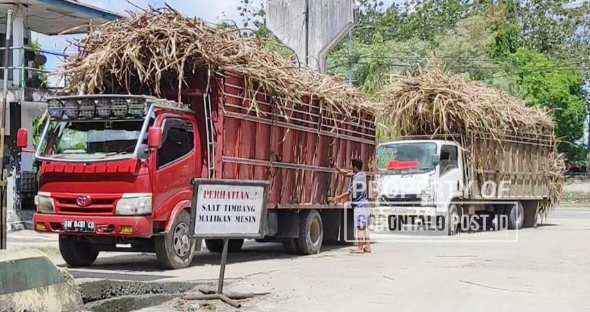 Sejumlah truk pengangkut tebu saat menimbang tebu di PT PG Gorontalo baru baru ini(Foto : Roy/Gorontalo Post)