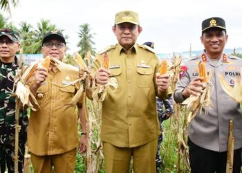 JAGUNG ANDALAN - Gubernur Gorontalo Gusnar Ismail bersama Bupati Gorontalo dan Forkopimda melakukan panen raya jagung di Kabupaten Gorontalo belum lama ini. Jagung masih menjadi andalan pertanian Gorontalo. (foto : dok/diskominfotik)