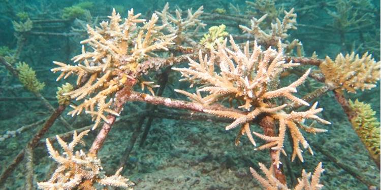 Spider Reef 2022: Tampak Pertumbuhan Karang di Botutonuo. Monitoring KSMB & Kelompok Penggerak Konservasi (KOMPAK) Barrier Reef Botutonuo, tahun2023. (Sumber : Prof. Femy Mahmud Sahami, Kepala Pusat Kemaritiman LPPM UNG)