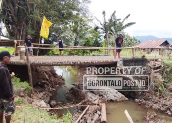 Kondisi jembatan mootilango yang sangat memprihatinkan hanya menggunakan batang kelapa pasca ambruk sejak pertengahan Agustus 2025 lalu. (Foto: Roy/Gorontalo Post).