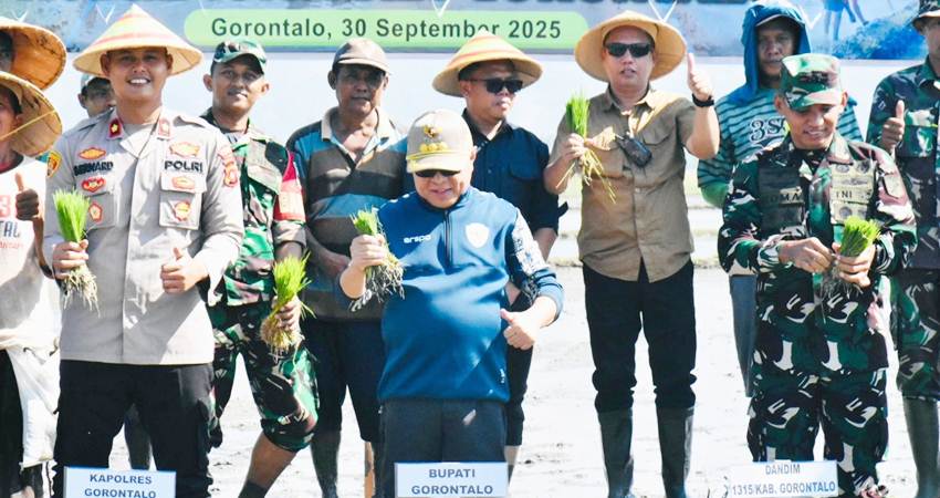 TANAM. Bupati Gorontalo Sofyan Puhi saat melakukan penanam padi di Desa Bongomeme Kecamatan Dungaliyo.