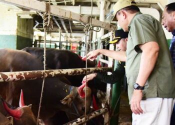 Gubernur Gusnar Ismail mengecek ternak sapi yang akan di kirim ke Kalimantan Timur menggunakan Tol Laut K.M Camara Nusantara V, di Pelabuhan Kwandang, Gorontalo Utara, april 2025 lalu. (foto: dok/diskominfotik)