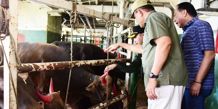 Gubernur Gusnar Ismail mengecek ternak sapi yang akan di kirim ke Kalimantan Timur menggunakan Tol Laut K.M Camara Nusantara V, di Pelabuhan Kwandang, Gorontalo Utara, april 2025 lalu. (foto: dok/diskominfotik)