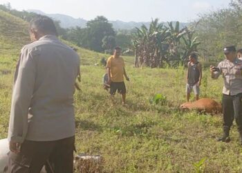 Empat ekor sapi ditemukan mati dengan kondisi mulut berbusa di kebun milik masyarakat yang ada di Desa Saripi, Kecamatan Paguyaman. (foto: istimewa)