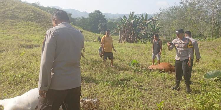 Empat ekor sapi ditemukan mati dengan kondisi mulut berbusa di kebun milik masyarakat yang ada di Desa Saripi, Kecamatan Paguyaman. (foto: istimewa)