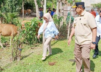 Gubernur Gorontalo saat melihat dan menyerahkan bantuan ternak sapi program Pemprov Gorontalo di Kabupaten Gorontalo, Kamis (23/10). (Foto : Valen/diskominfotik)