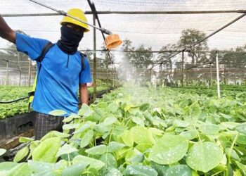 Strategi Indonesia Jaga Hutan Melalui Peran SVLK di Tengah Isu Deforestasi Gorontalo