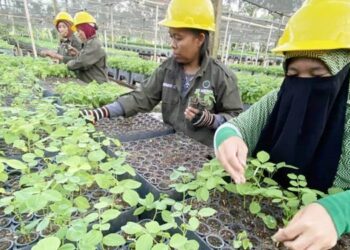 Industri Biomassa Gorontalo Bebas Deforestasi, Ribuan Rakyat Makin Sejahtera Berkat BJA Group