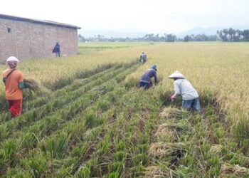 Petani sedang memanen padi. Total produksi beras padi Provinsi Gorontalo pada tahun 2025 diperkirakan mencapai 157,15 ribu ton gabah kering giling(Foto Lidya)