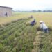 Petani sedang memanen padi. Total produksi beras padi Provinsi Gorontalo pada tahun 2025 diperkirakan mencapai 157,15 ribu ton gabah kering giling(Foto Lidya)