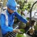 PASOKAN NATARU - Pertamina Patra Niaga Sulawesi memastikan pasokan LPG 3 Kg untuk wilayah Gorontalo bertambah untuk menjamin kesiapan energi menjelang Natal dan Tahun Baru. (foto: dok/pertamina)