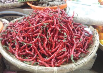 Harga Cabai Fluktuatif, Pedagang Pasar Sentral Gorontalo Andalkan Stok Besar dan Jaringan Petani