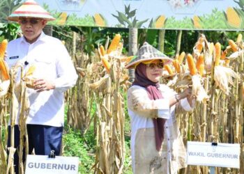 Gubernur Gusnar Ismail bersama Wagub Idah Syahidah Rusli Habibie saat meresmikan panen raya jagung serentak di Desa Tunggulo Selatan, Kecamatan Tilongkabila, Kabupaten Bone Bolango, Kamis (8/1). (Foto : Mila-Diskominfotik)