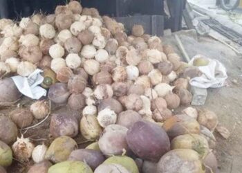 Kelapa menjadi salah satu komoditi perkebunan andalan di Gorontalo, saat ini diminati investor asal Sri Lanka. (foto: dok/ gorontalopost)