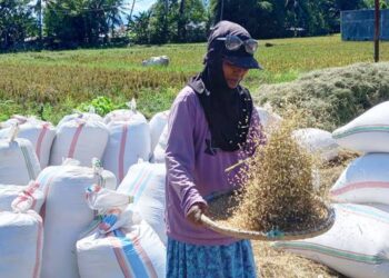 PETANI SEJAHTERA: Salah seorang petani di Kecamatan Kabila, Kabupaten Bone Bolango memisahkan bulir padi dari tangkai yang tersisa menggunakan tampah.